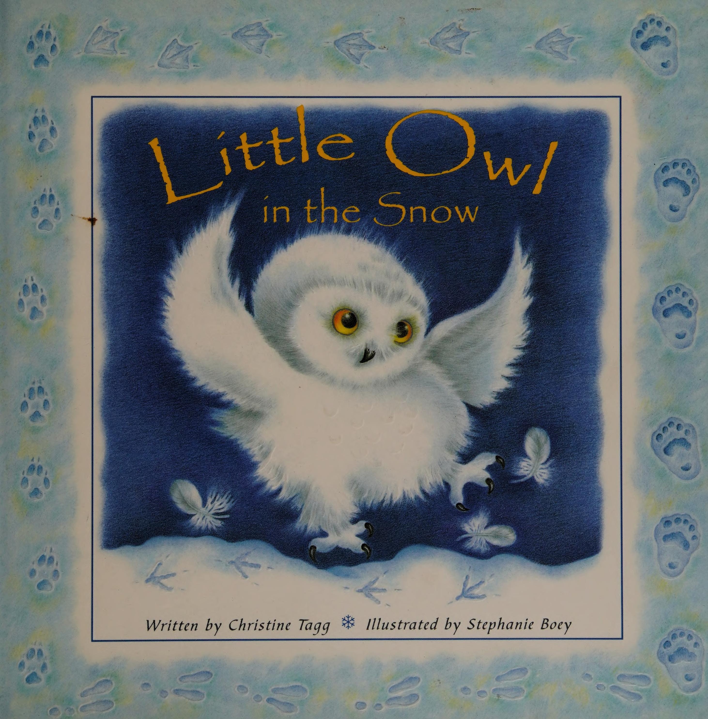 Little Owl in the Snow